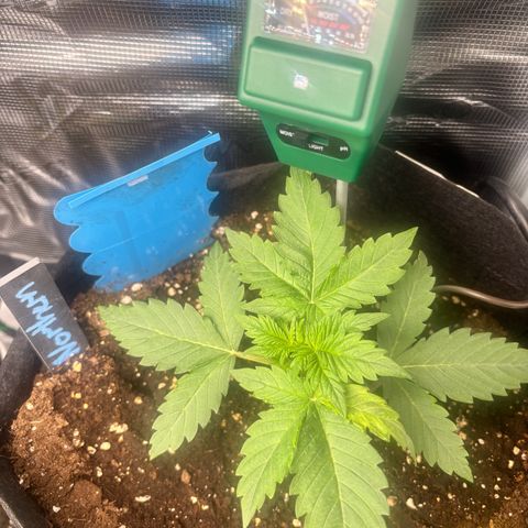 Auto Northern Lights growlog timeline photo