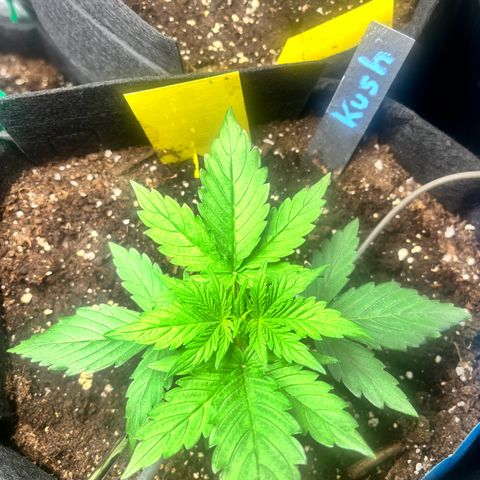 Royal Kush Automatic growlog timeline photo