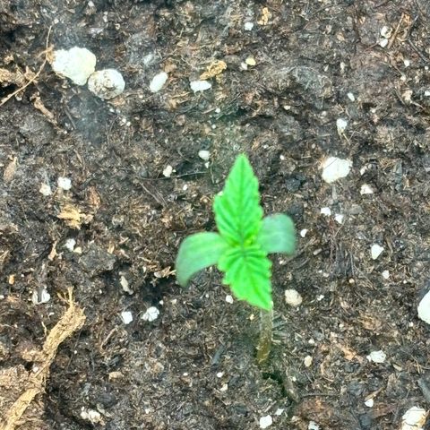 Lemon Wonder Automatic growlog timeline photo