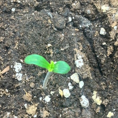 Mimosa Automatic growlog timeline photo