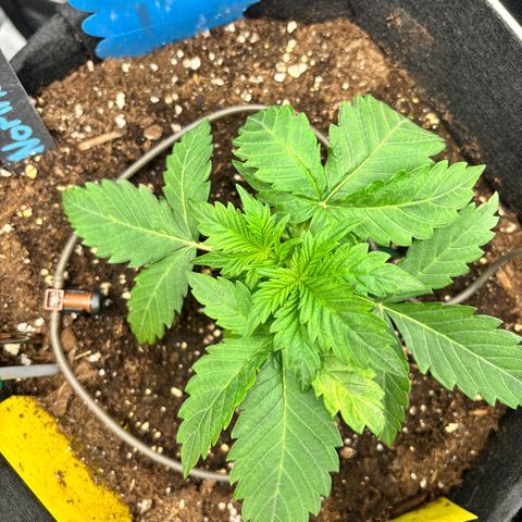 Auto Northern Lights growlog photo: Ein Blatt hinten scheint mir recht kraftlos. Ein weiteres Blatt in der Mitte hat leichte Gelbfärbung (schon seit Erscheinen). Erstmal keine Aktion.