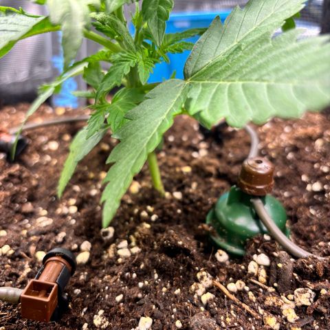 Auto Northern Lights growlog photo: Ein Blatt hinten scheint mir recht kraftlos. Ein weiteres Blatt in der Mitte hat leichte Gelbfärbung (schon seit Erscheinen). Erstmal keine Aktion.