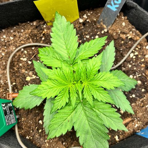 Royal Kush Automatic growlog timeline photo