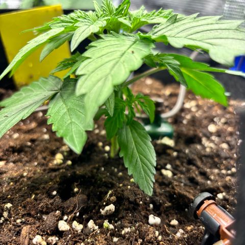 Royal Kush Automatic growlog timeline photo
