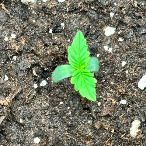 Lemon Wonder Automatic growlog timeline photo