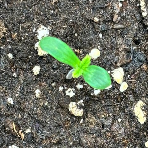 Mimosa Automatic growlog photo: Das erste Blattpaar wächst langsam. Leichte Gelbfärbung am Rand.