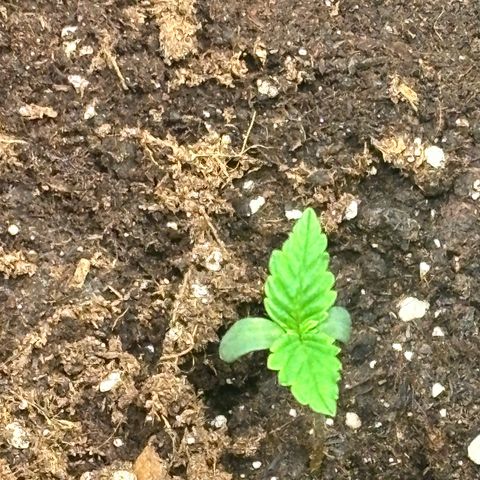 Lemon Wonder Automatic growlog timeline photo
