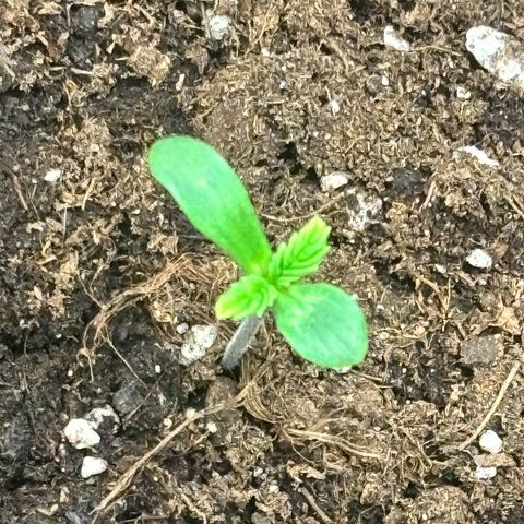 Mimosa Automatic growlog timeline photo