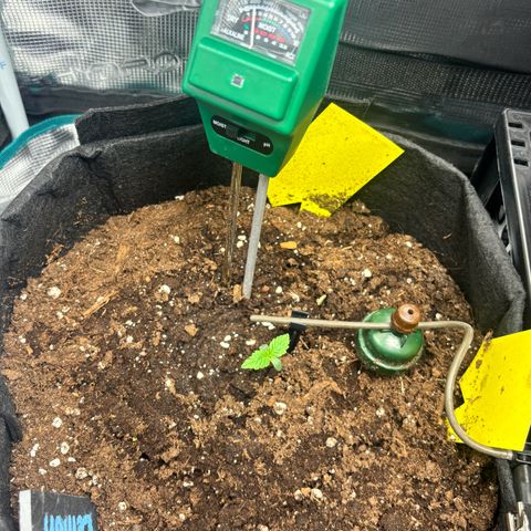Lemon Wonder Automatic growlog timeline photo