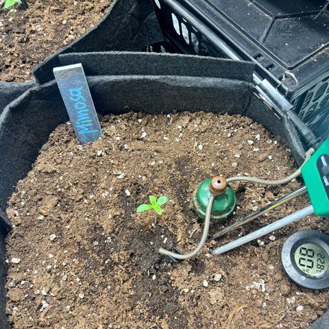 Mimosa Automatic growlog timeline photo