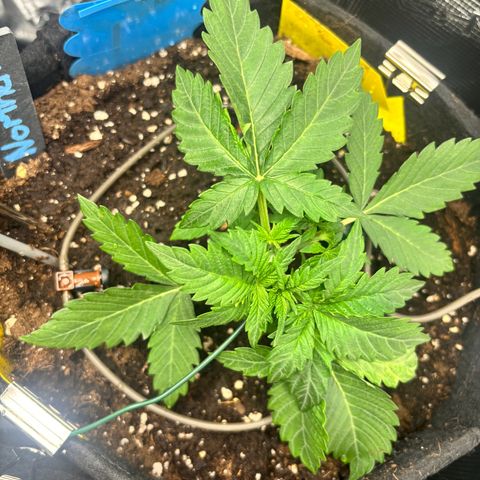Auto Northern Lights growlog timeline photo