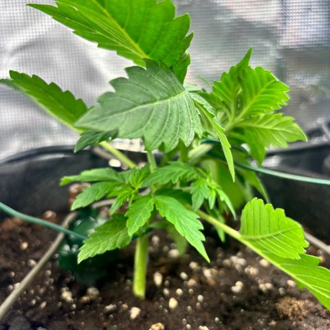 Auto Northern Lights growlog timeline photo
