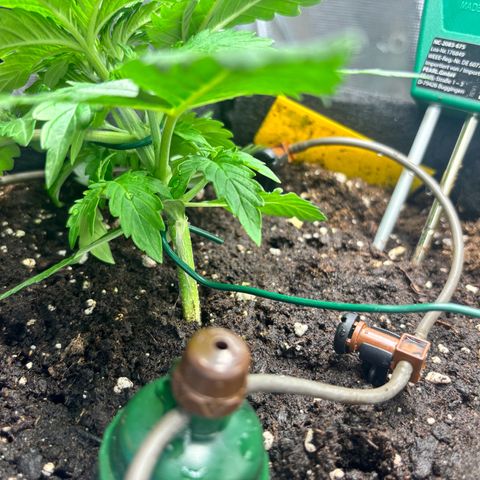 Royal Kush Automatic growlog timeline photo