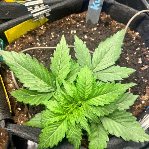 Royal Kush Automatic growlog timeline photo