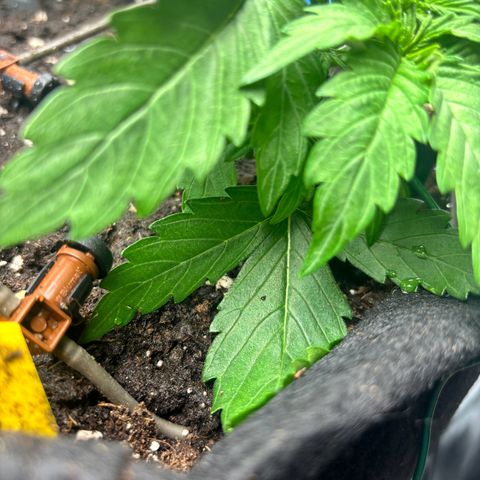 Royal Kush Automatic growlog timeline photo