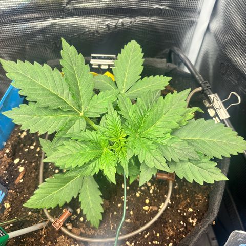Auto Northern Lights growlog timeline photo