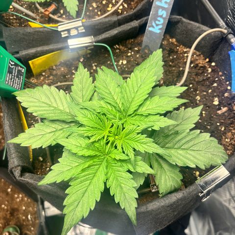 Royal Kush Automatic growlog timeline photo