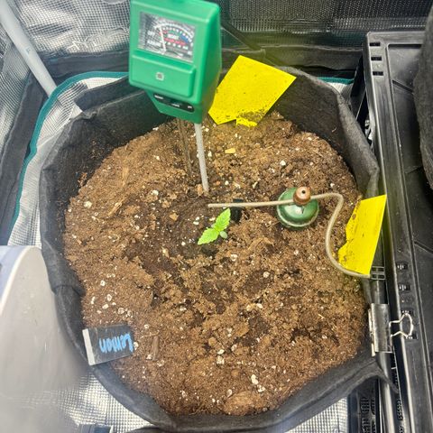 Lemon Wonder Automatic growlog timeline photo