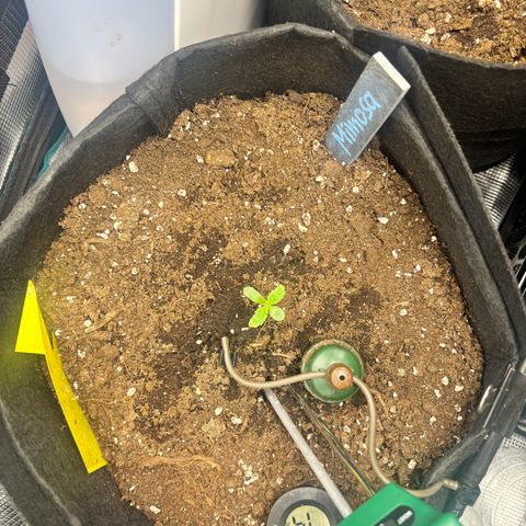 Mimosa Automatic growlog timeline photo