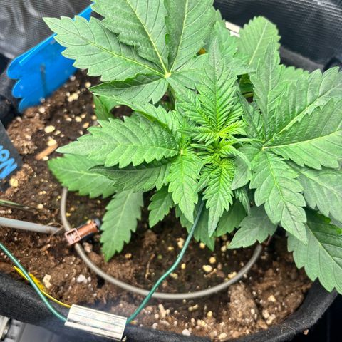Auto Northern Lights growlog timeline photo
