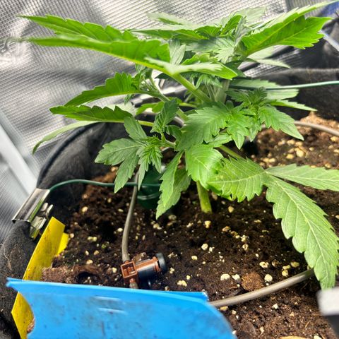 Auto Northern Lights growlog timeline photo
