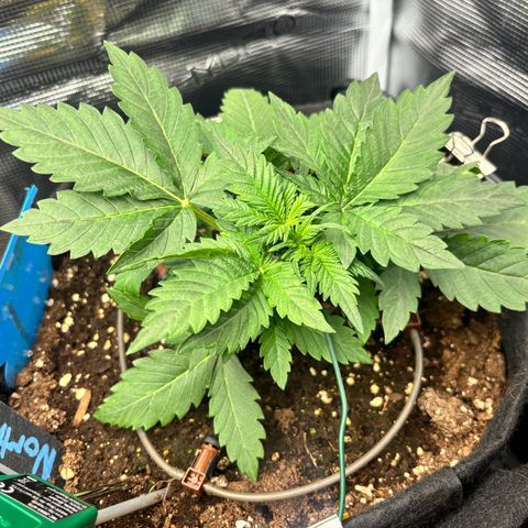 Auto Northern Lights growlog timeline photo