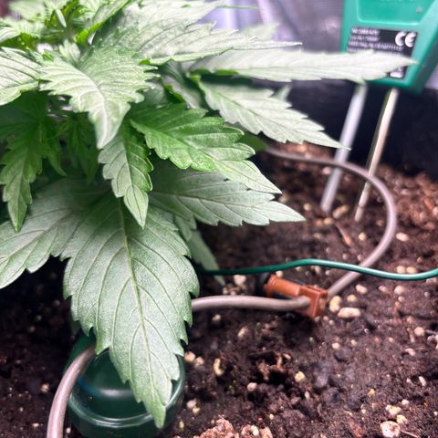 Royal Kush Automatic growlog timeline photo