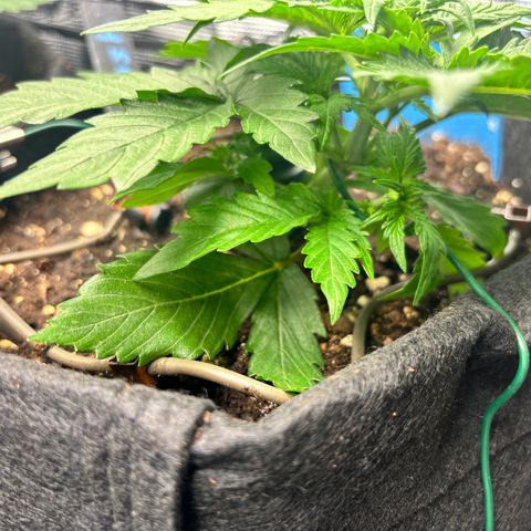 Royal Kush Automatic growlog timeline photo