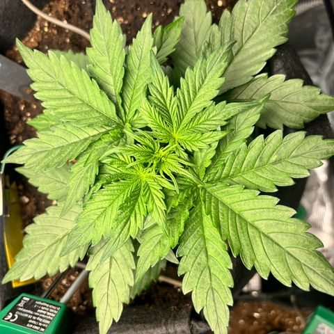 Royal Kush Automatic growlog timeline photo