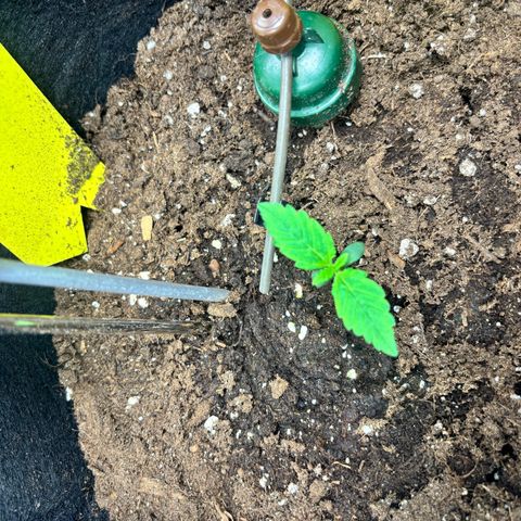 Lemon Wonder Automatic growlog timeline photo