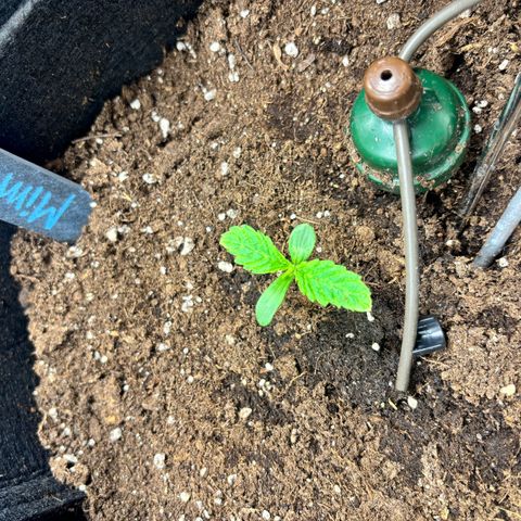 Mimosa Automatic growlog timeline photo