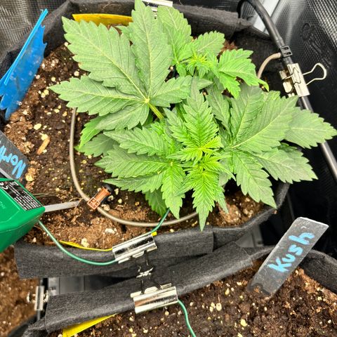 Auto Northern Lights growlog timeline photo