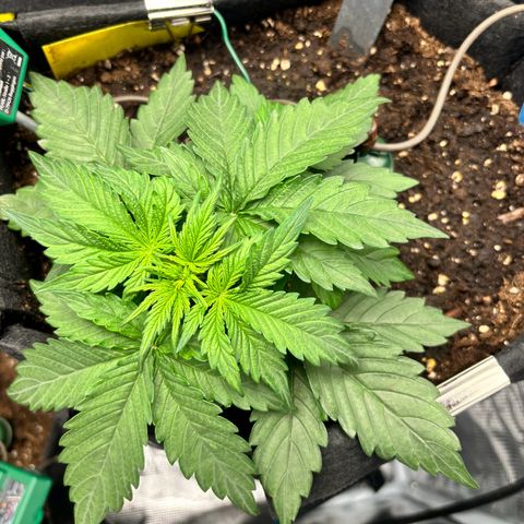 Royal Kush Automatic growlog timeline photo