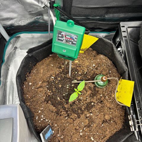 Lemon Wonder Automatic growlog timeline photo