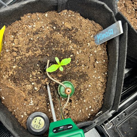 Mimosa Automatic growlog timeline photo