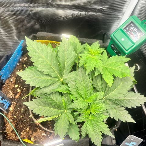 Auto Northern Lights growlog timeline photo