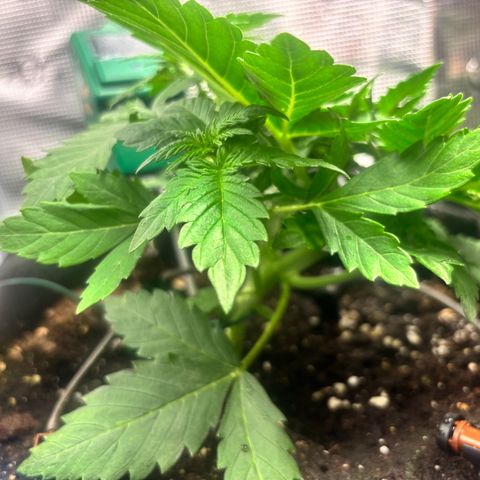 Auto Northern Lights growlog timeline photo
