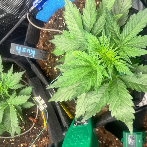 Royal Kush Automatic growlog timeline photo