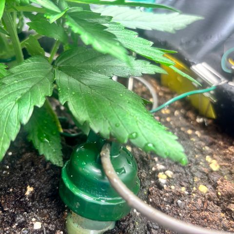 Royal Kush Automatic growlog timeline photo
