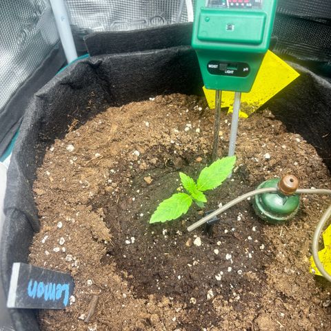 Lemon Wonder Automatic growlog timeline photo