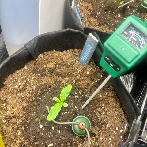 Mimosa Automatic growlog timeline photo