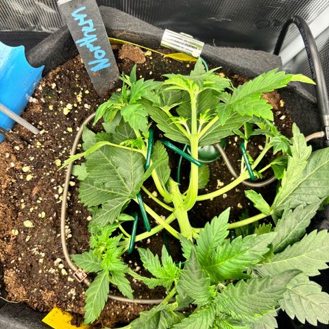 Auto Northern Lights growlog timeline photo