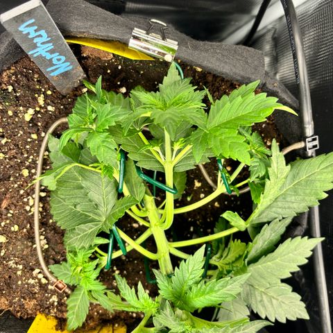 Auto Northern Lights growlog timeline photo