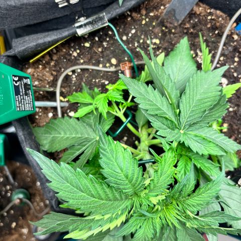 Royal Kush Automatic growlog timeline photo