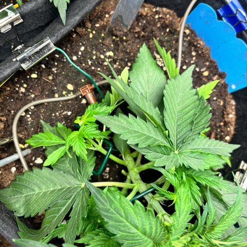 Royal Kush Automatic growlog timeline photo