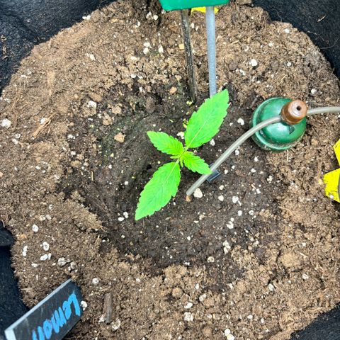 Lemon Wonder Automatic growlog timeline photo