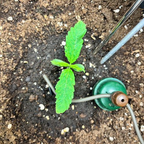 Mimosa Automatic growlog timeline photo