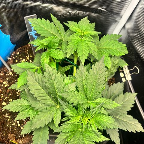 Auto Northern Lights growlog timeline photo