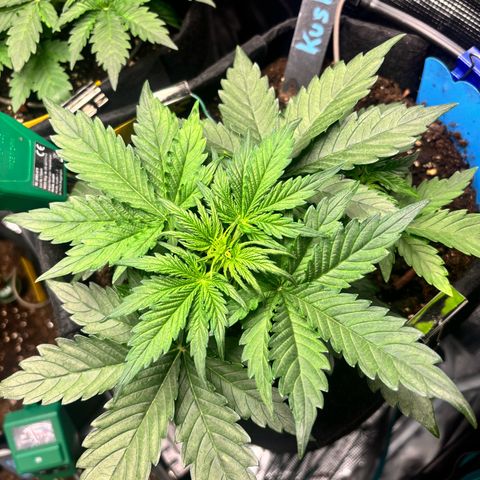 Royal Kush Automatic growlog timeline photo