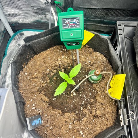 Lemon Wonder Automatic growlog timeline photo